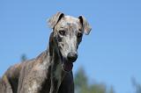 GREYHOUND 006